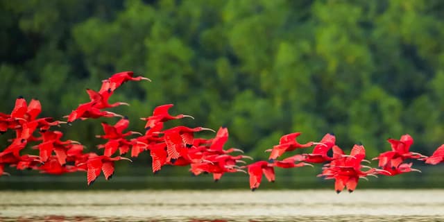 Meet the Scarlet Ibis, the Best-Kept Wildlife Secret of Brazil's Parnaíba Delta