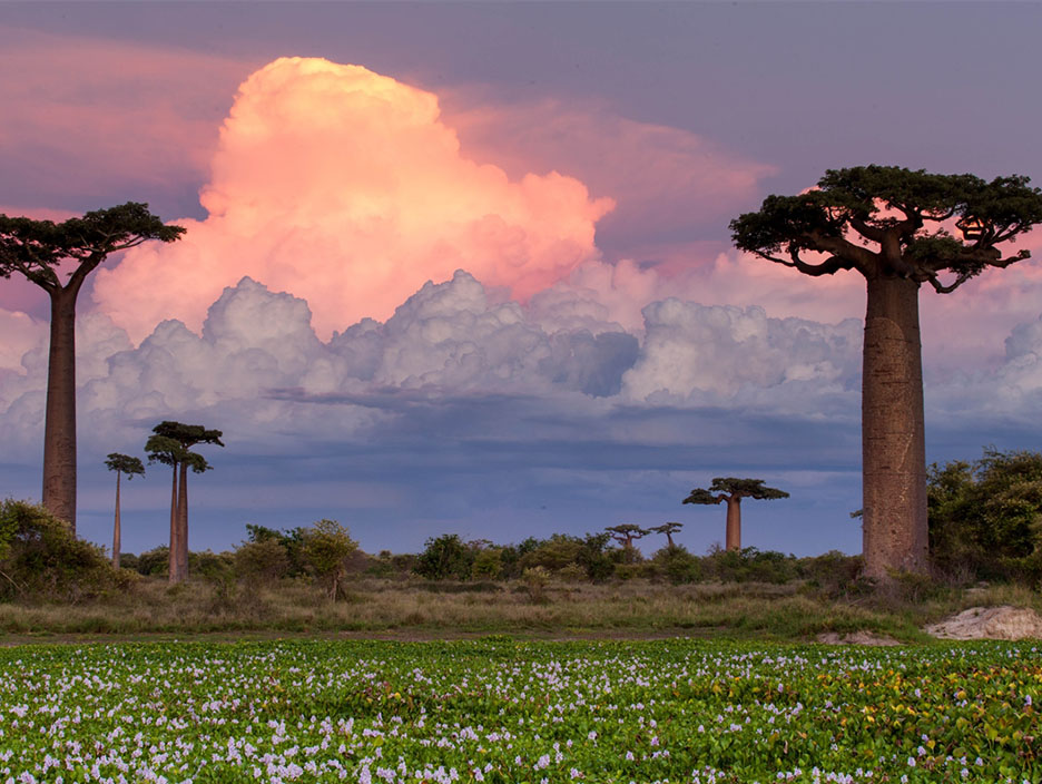 Madagascar Safari Tour