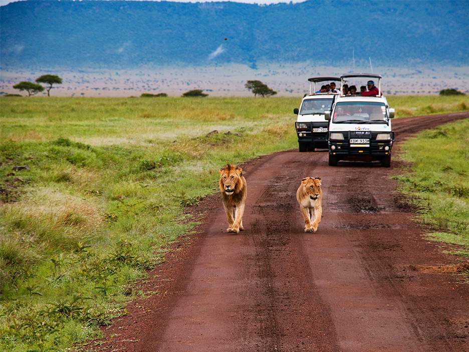 Tanzania Wildlife Safari Tour