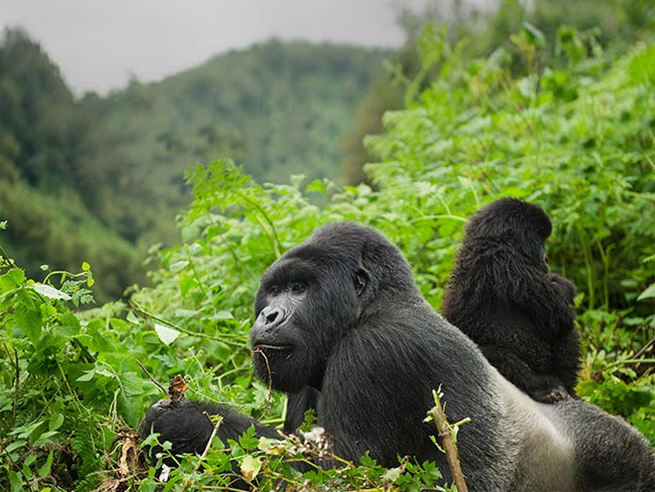 Rwanda Safari with Gorilla Trekking 