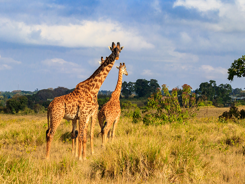 South Africa Wildlife Safari