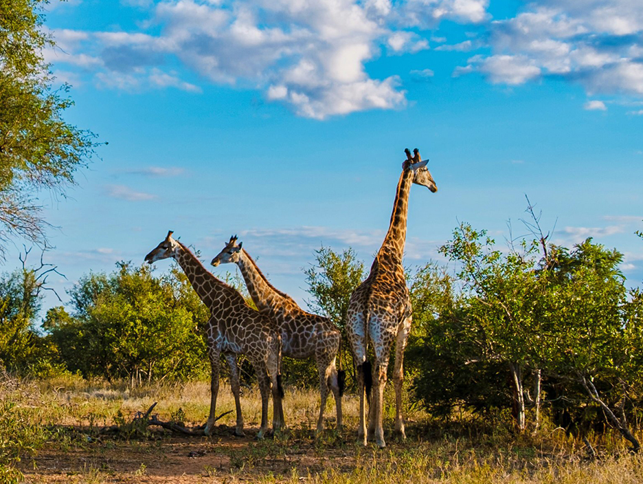 South Africa Wildlife Safari