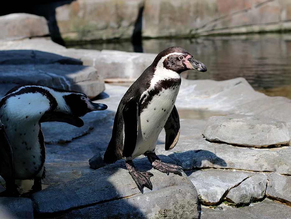 Penguin Activity