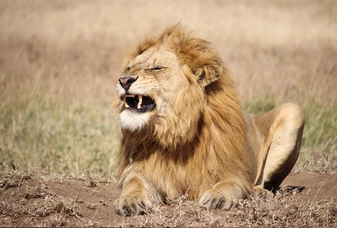 African Lion, Etosha National Park