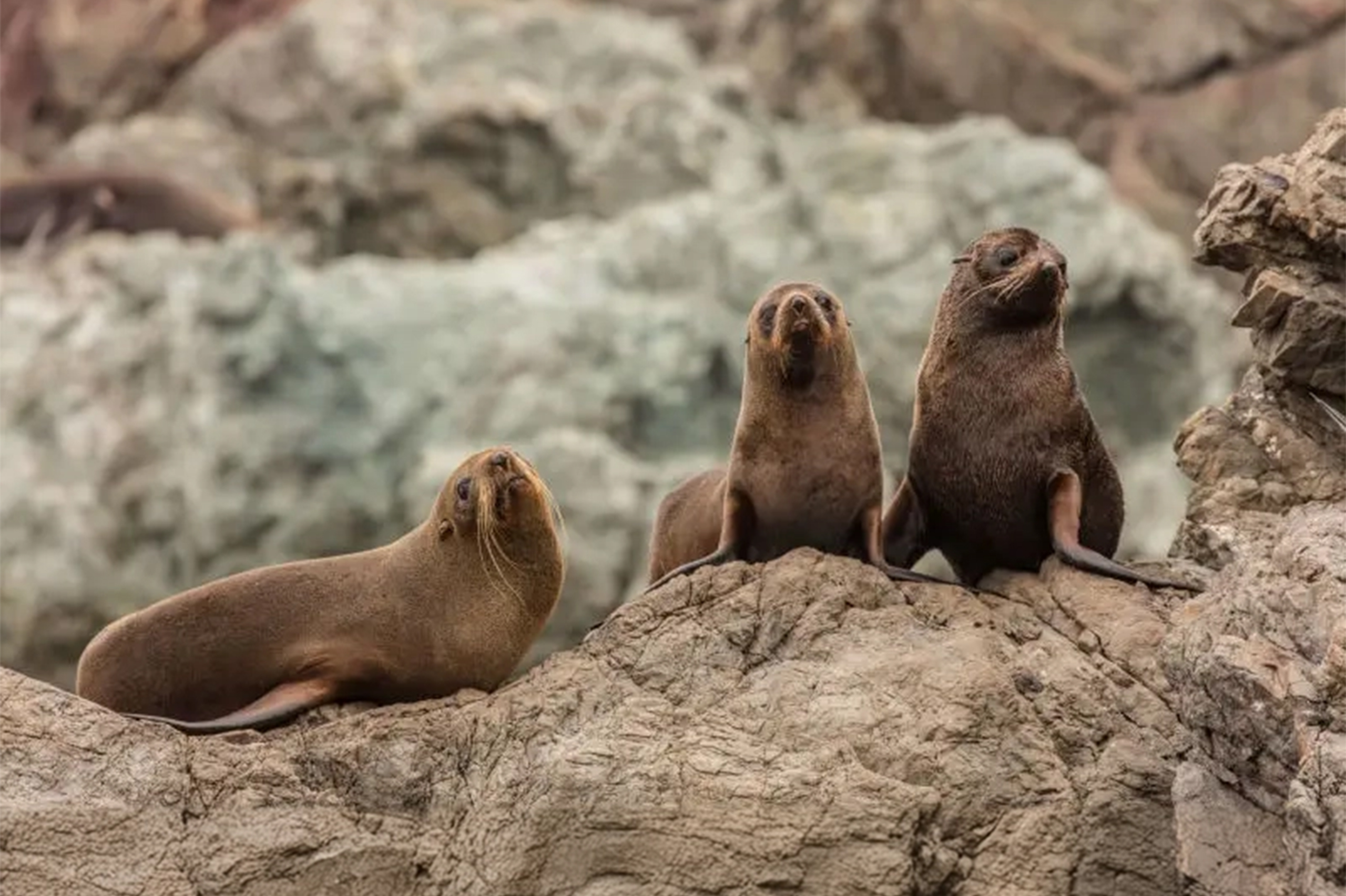 Kaikoura Seal Colony in New Zealand