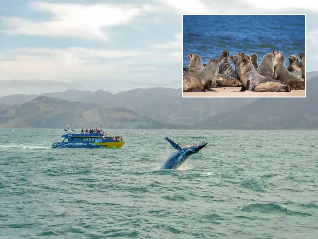 Whale Watching in Kaikoura by Boat