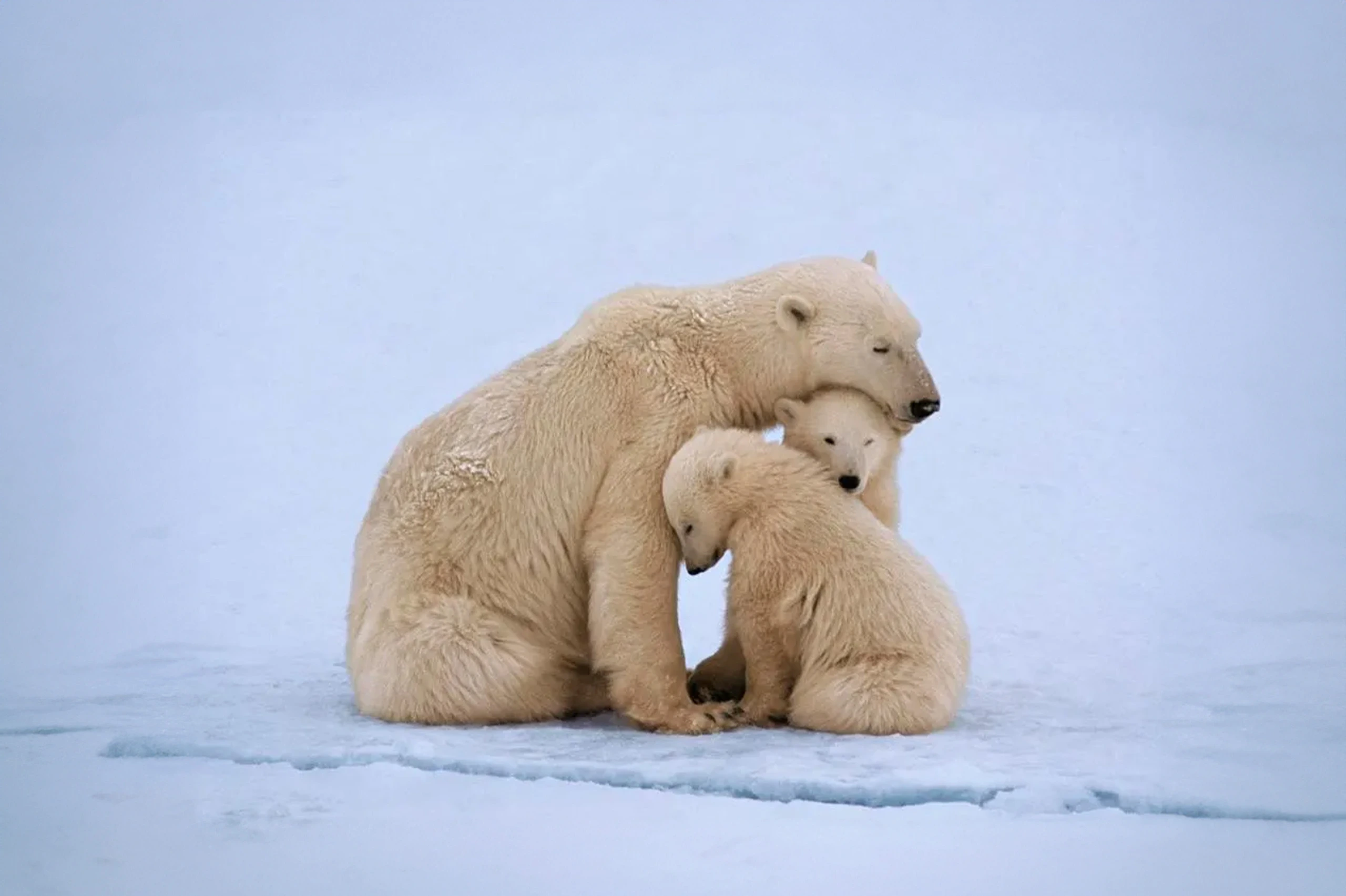 Polar-Bear-Expedition-Churchill-Manitoba