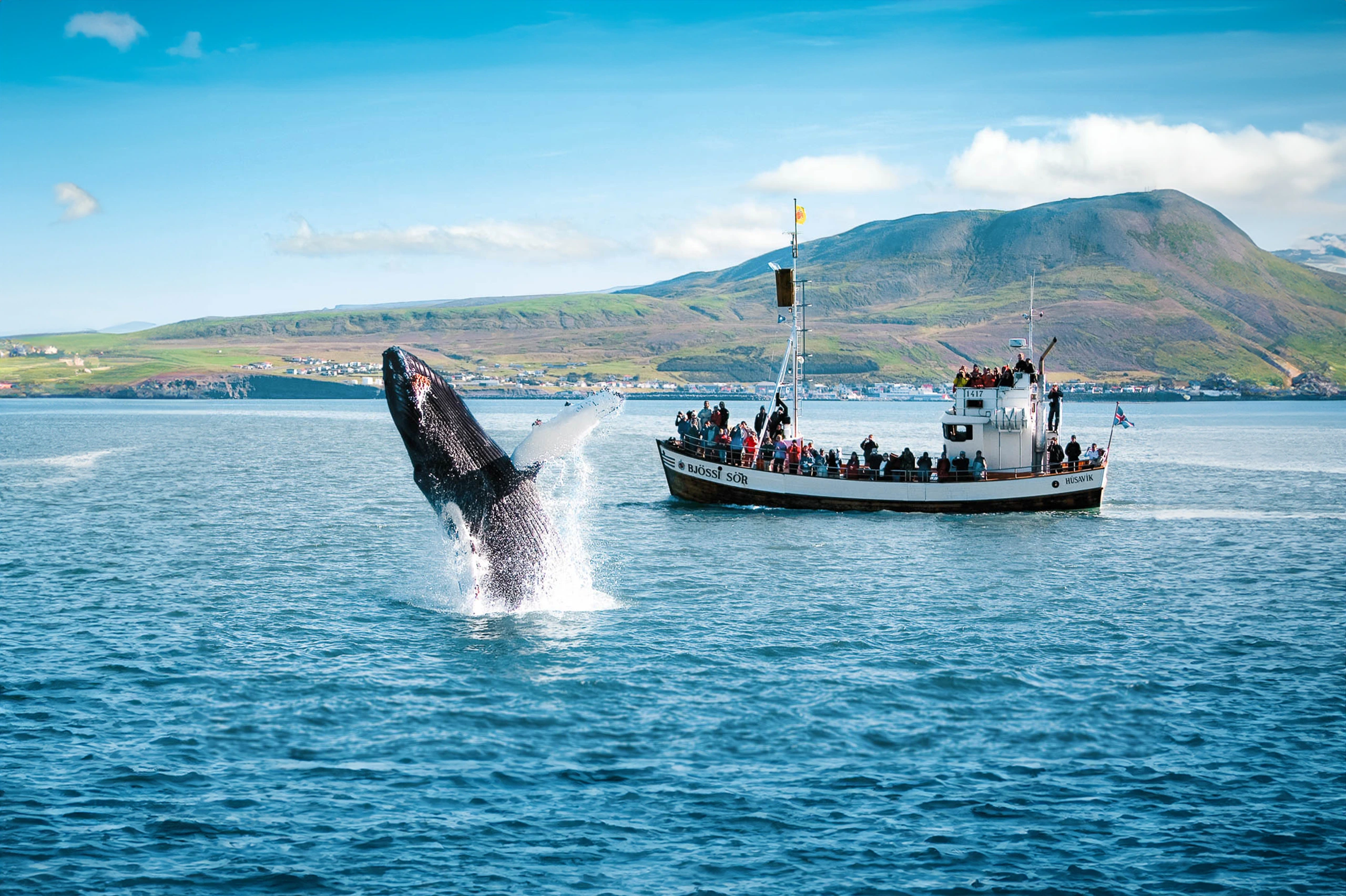 Whale-watching-Kajkoura-New-Zealand